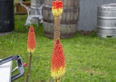 Red hot pokers in the summber sun